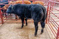 4 Second Prize Limousin x Steer from WN Douglas Catslackburn